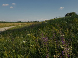 luneri:wild flowers are nice