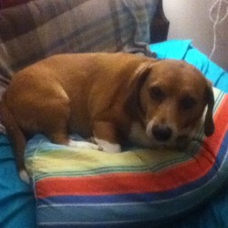 Hey uh Rusty thats my pillow can you move over please? #dog #pillow