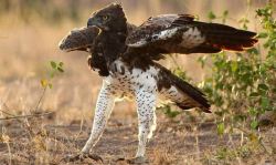 birdycreatures: theraptorcage: Martial Eagle pantaloons  raptor