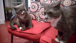 awwww-cute:  My 2 cats are brothers. George always looks angry
