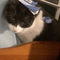 My cat is embarrassed. He rolled around in a sticker label and