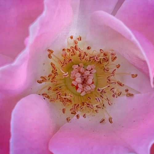 Rose closeup  (at Hacienda Pèrez-Garcia) https://www.instagram.com/p/CDr6PshD0CV/?igshid=1po17uakz3zon