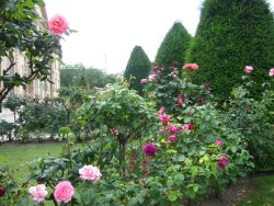 pasteluh:Jardin des roses dans Paris 2012