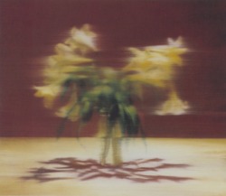 vuls:  Gerhard Richter Lilies 2000 68 cm x 80 Catalogue Raisonné: