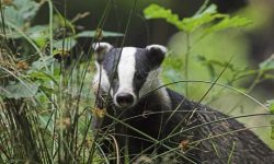 dendroica:  Badger vaccination ‘would be cheaper to implement
