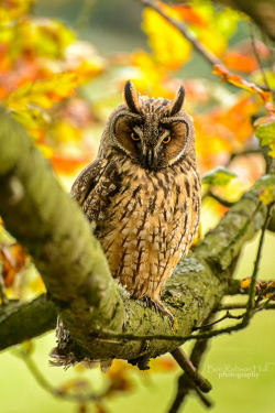 chillypepperhothothot:   	Long Eared Owl (asio otus) by Ben Hull