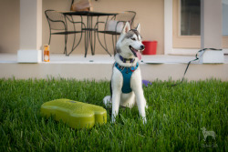 huskyhuddle:  Oh look its Hubble not giving a shit about physical