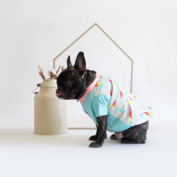 littlealienproducts: Handmade Dapper Dog Clothing by OhPopDog