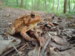 beastieandthebeasts:charming toad at the Eno River, Durham, NC 