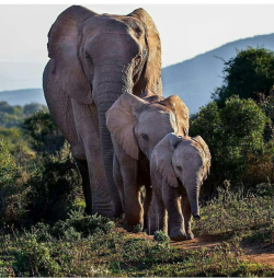 prettypachyderms: Beautiful family.   Photo from @loveelephants.insta