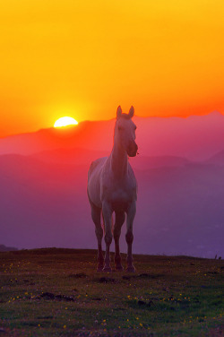 tulipnight:  horse at sunset on mountain by Mimadeo on Flickr.