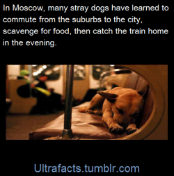 ultrafacts:  Many of Moscow’s stray dogs actually live in the