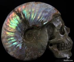 mineralists:  Huge Carved Ammonite Fossil Skull