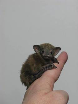 daily-batty-dose:Your Daily Batty Dose