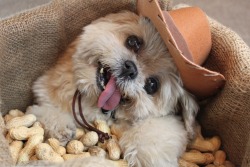 marniethedog:  I have peanuts haha 