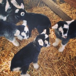 BABY GOATS