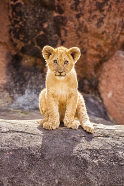 luvtoplaydirty:  wowtastic-nature:  💙 Curious Lion Cub on