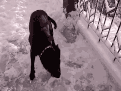 gifsboom:  Dog sees snow for the first time!! [video] 
