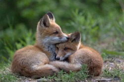 ask-gan2:  the-magestic-nfmod:  a-fantastic-fox:  Two baby foxes