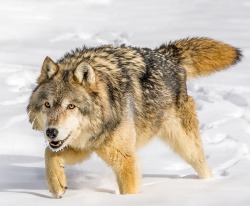 beautiful-wildlife:  Wolf by Mike Centioli 