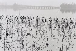 transparentoctopus:  Rene Burri, wilted lotus blossoms, Beijing