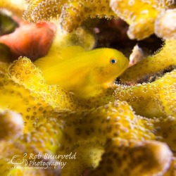 socialfoto:Yellow clown goby Yellow clown goby. by rbuurveld