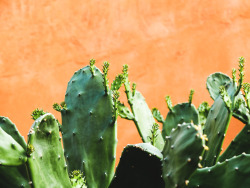 monicaduranphoto:  nopal Mexican colors and textures 