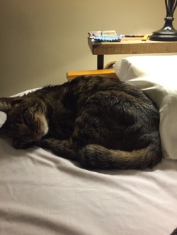 animalz-blogz:  She always sleeps next to my pillow when I come