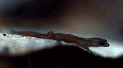 chalkandwater:  The Brazilian pygmy gecko (Coleodactylus amazonicus)