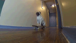 humoristics:  He was a skater pug, he said see you later pug[Video]