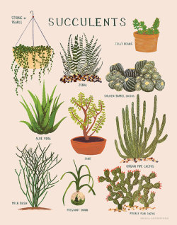 littlealienproducts:  Succulents Print // ฬ