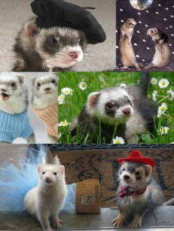 the-unpopular-opinions:  ferrets are adorable. does anyone appreciate