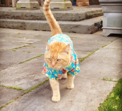awwww-cute:  I see your dog and raise you my cat in a Hawaiian