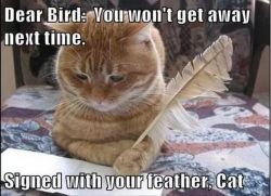 funniestpicturesdaily:  Dear bird 