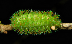 sinobug:  Stinging Nettle Slug Caterpillar (Cup Moth, Limacodidae)