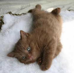 the-last-of-a-dying-breed:  I have never seen a cat this color