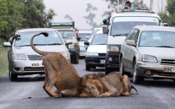 funnywildlife:  Traffic comes to a standstill as two lions decide