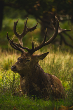 lillylalaloulou:  Red deer, Richmond Park, London Instagram  VSCO
