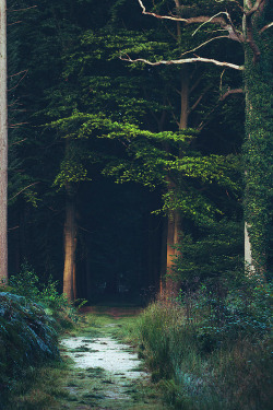 plasmatics:  Wetlands By Mathijs Delva 