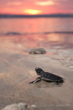 earthandanimals:   Green Sea Turtle at sunrise   Photo by Chris