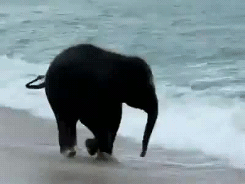 babyanimal-gifs:  baby elephant sees the sea for the first time