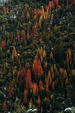 phantastrophe: Yosemite National Park, California | Photographer: Nathan