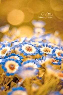 50bestphotos:  Bokeh Flowers by Lipe_RJ http://ift.tt/1ta65dJ