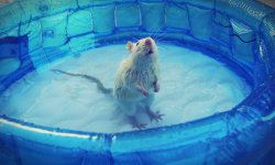 rattiemad:  Bálin enjoys water :) 