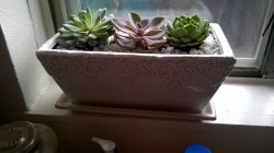 My new succulents that I bought for my birthday :) The big barrel