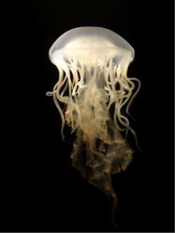 neaq:  Ouch. Atlantic sea nettles can pack a punch.