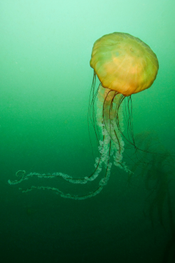 thelovelyseas:    Pacific Sea Nettle - Monterey, California by