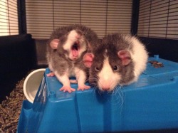 lovely-little-rats:  Rat yawns are contagious apparently. ;)