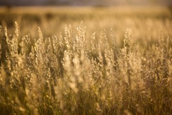 tylerknott:  Come and join me in the long grass, the golden floor