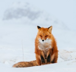 beautiful-wildlife:  Fox by Ivan Kislov